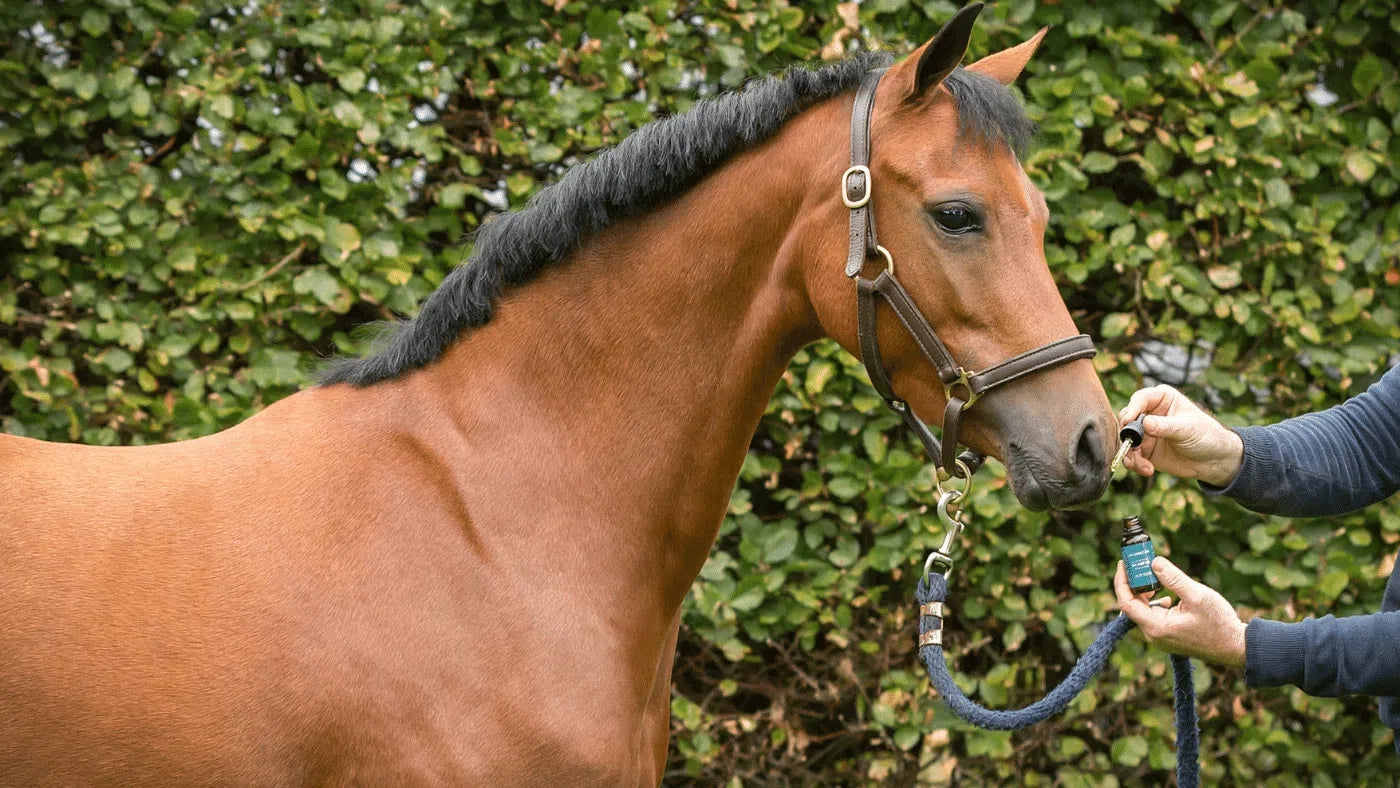 CBD voor Paarden