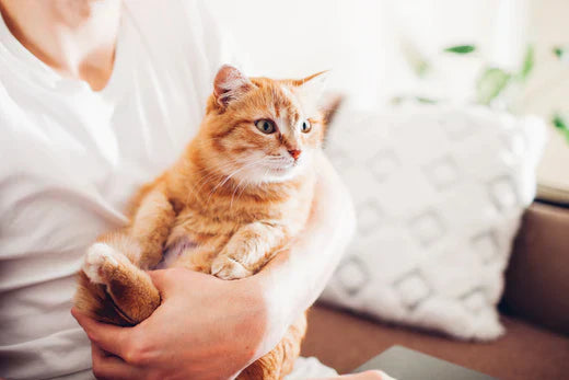 mens die een oranje kat in zijn hand houdt