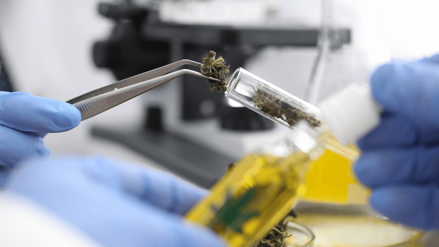 placing cbd in a laboratory container for analysis