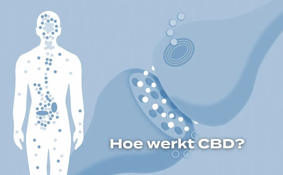 Illustratie van het endocannabinoïdesysteem met een lichaamsfiguur.
