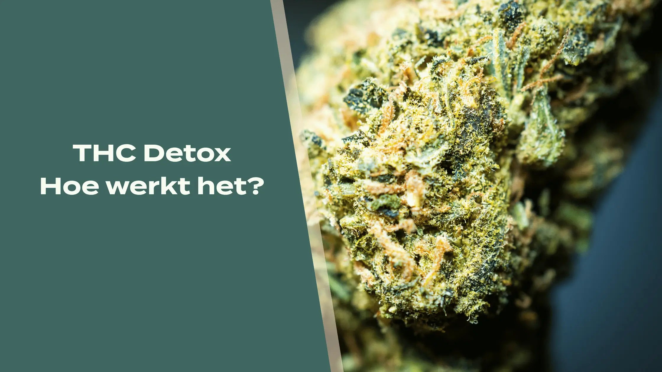 THC Detox blog banner