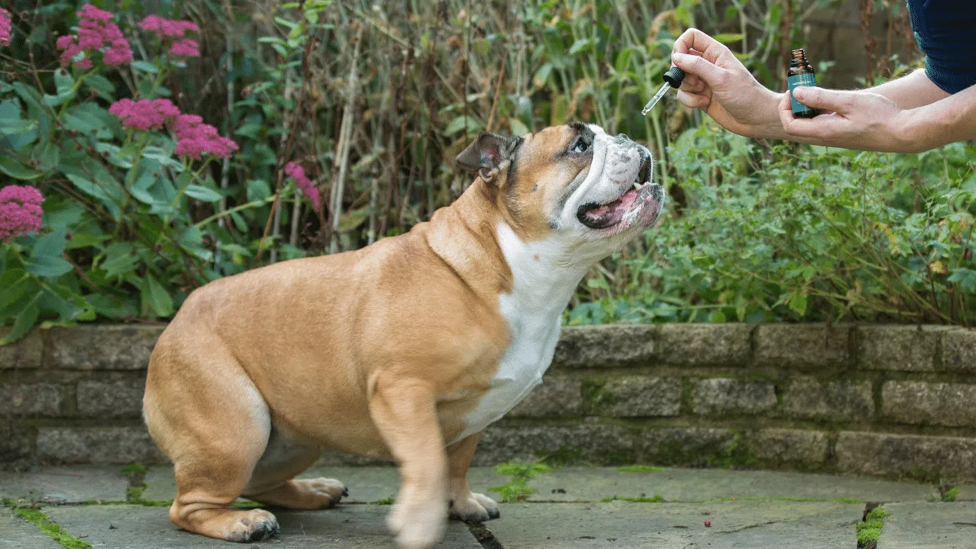 CBD voor honden met artrose