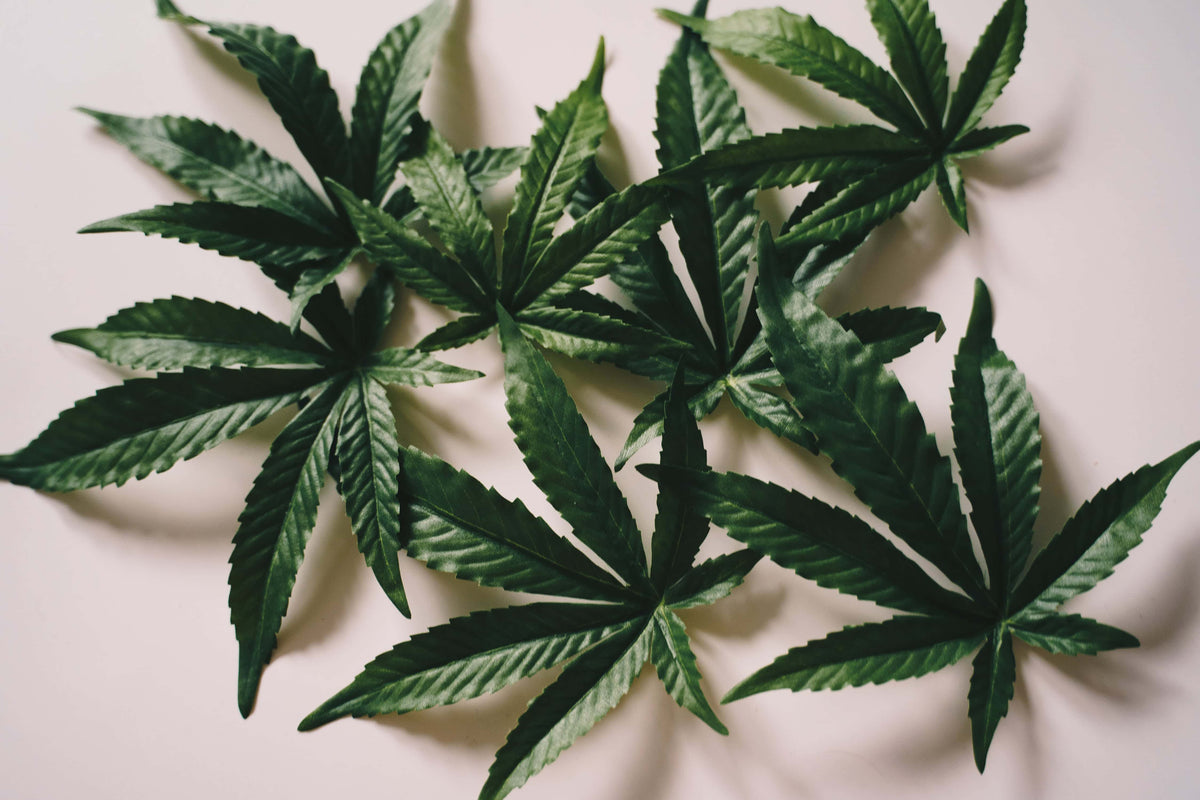 Groene cannabisbladeren op een lichte achtergrond.