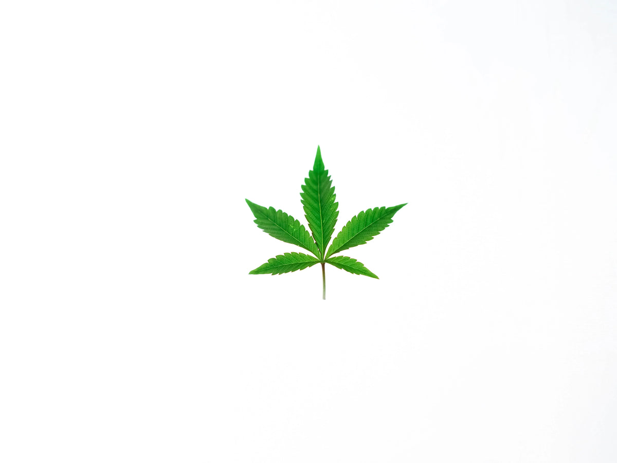 Groen cannabisblad op een witte achtergrond.