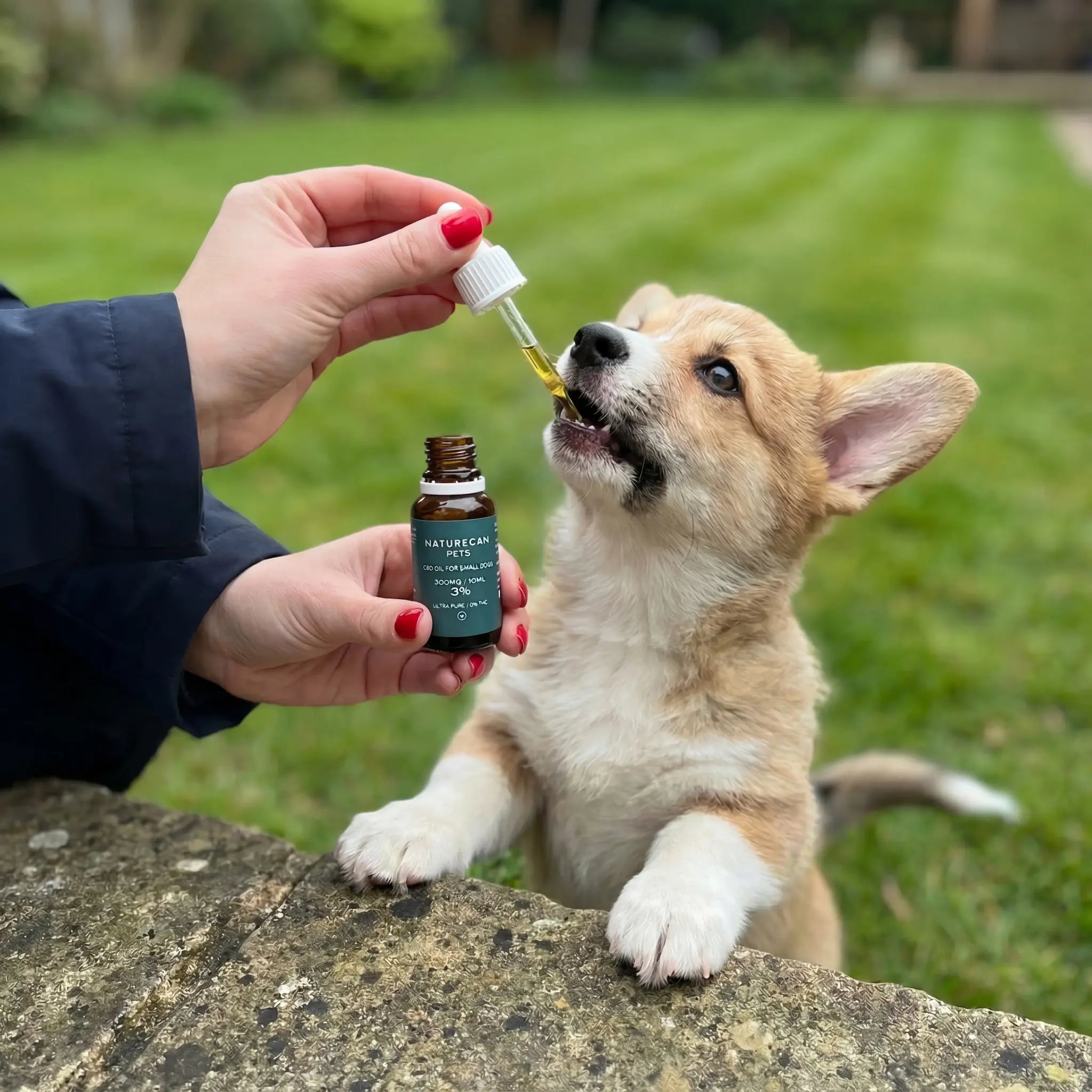 CBD Olie voor Honden