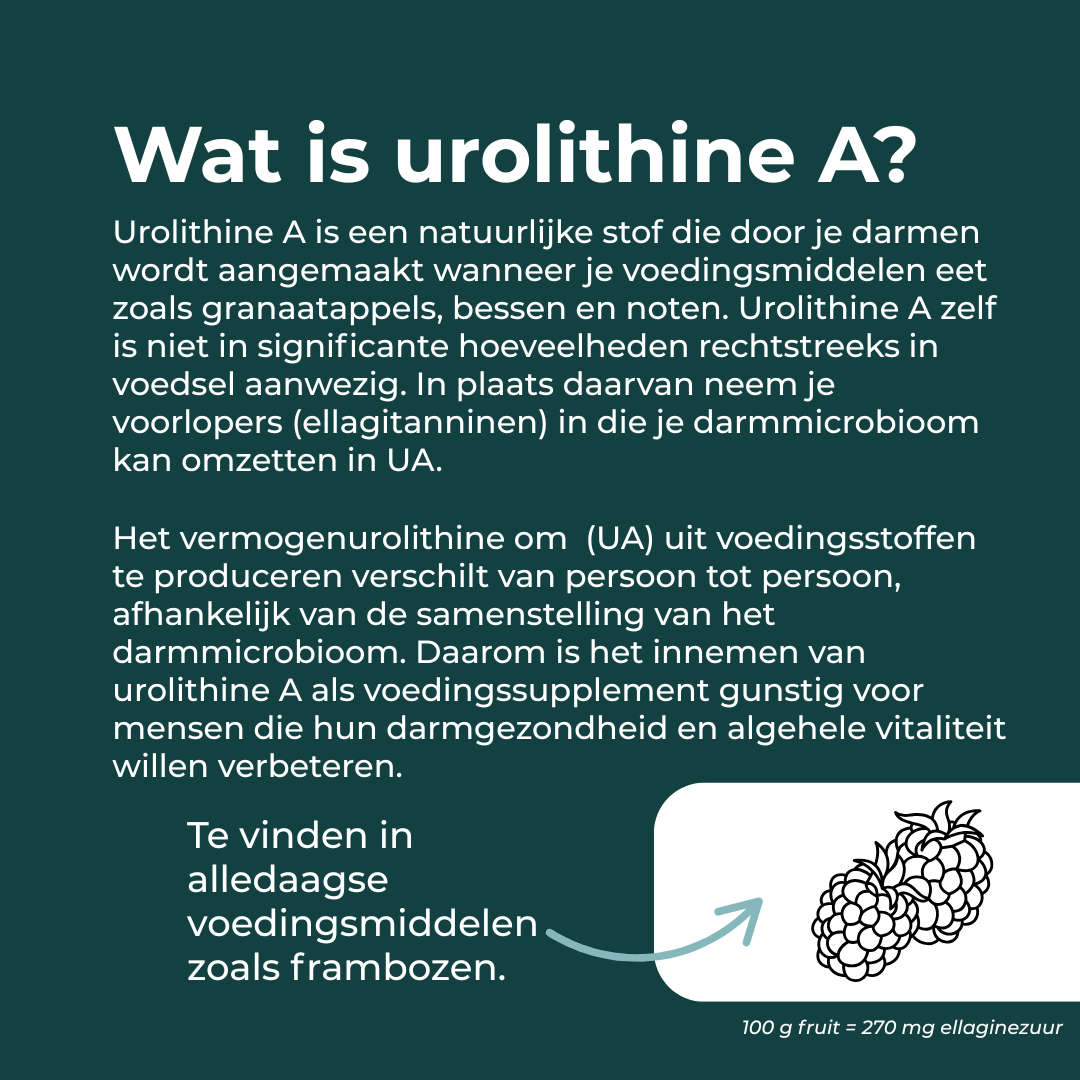 Tekst over Urolithin A als natuurlijke stof in voedingsmiddelen zoals frambozen, met een illustratie van frambozen.
