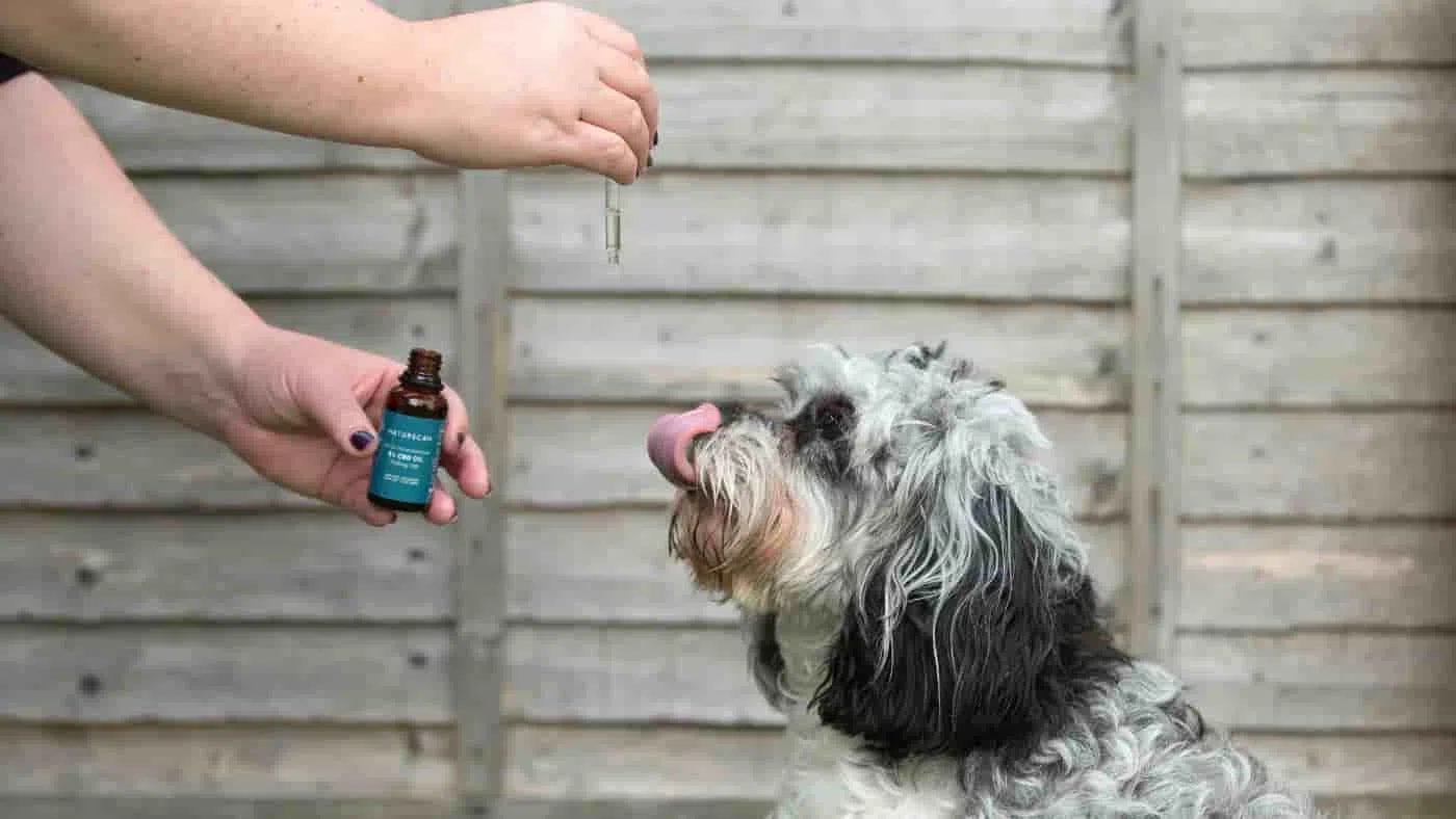 CBD Olie Hond