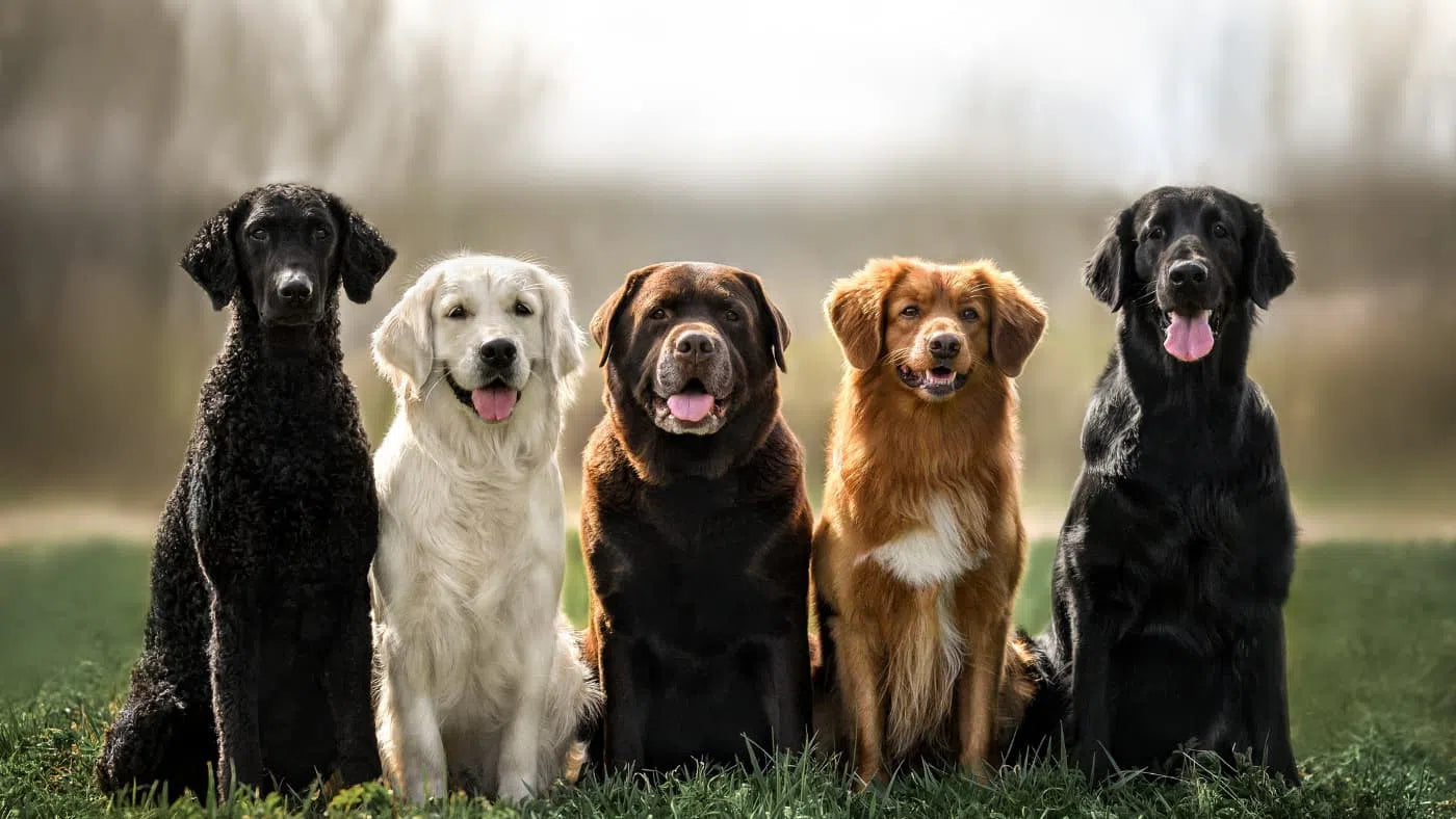 CBD voor Honden met Gewrichtsproblemen