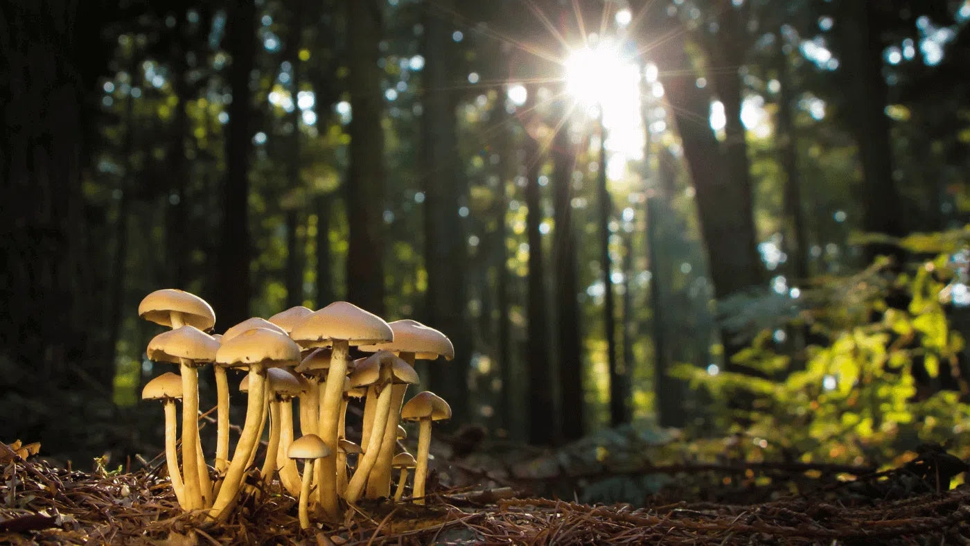 5 paddenstoelen waar je meer van moet weten