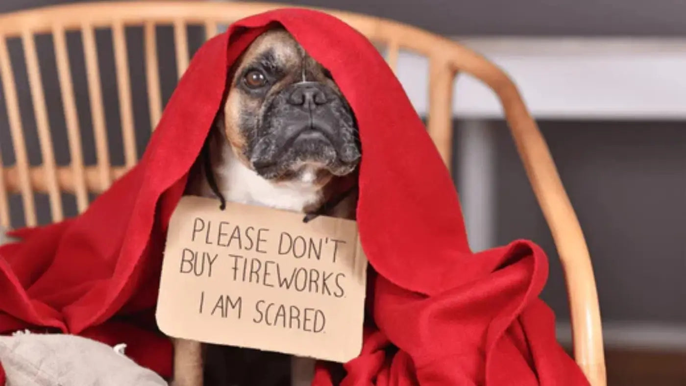 Honden en Vuurwerk
