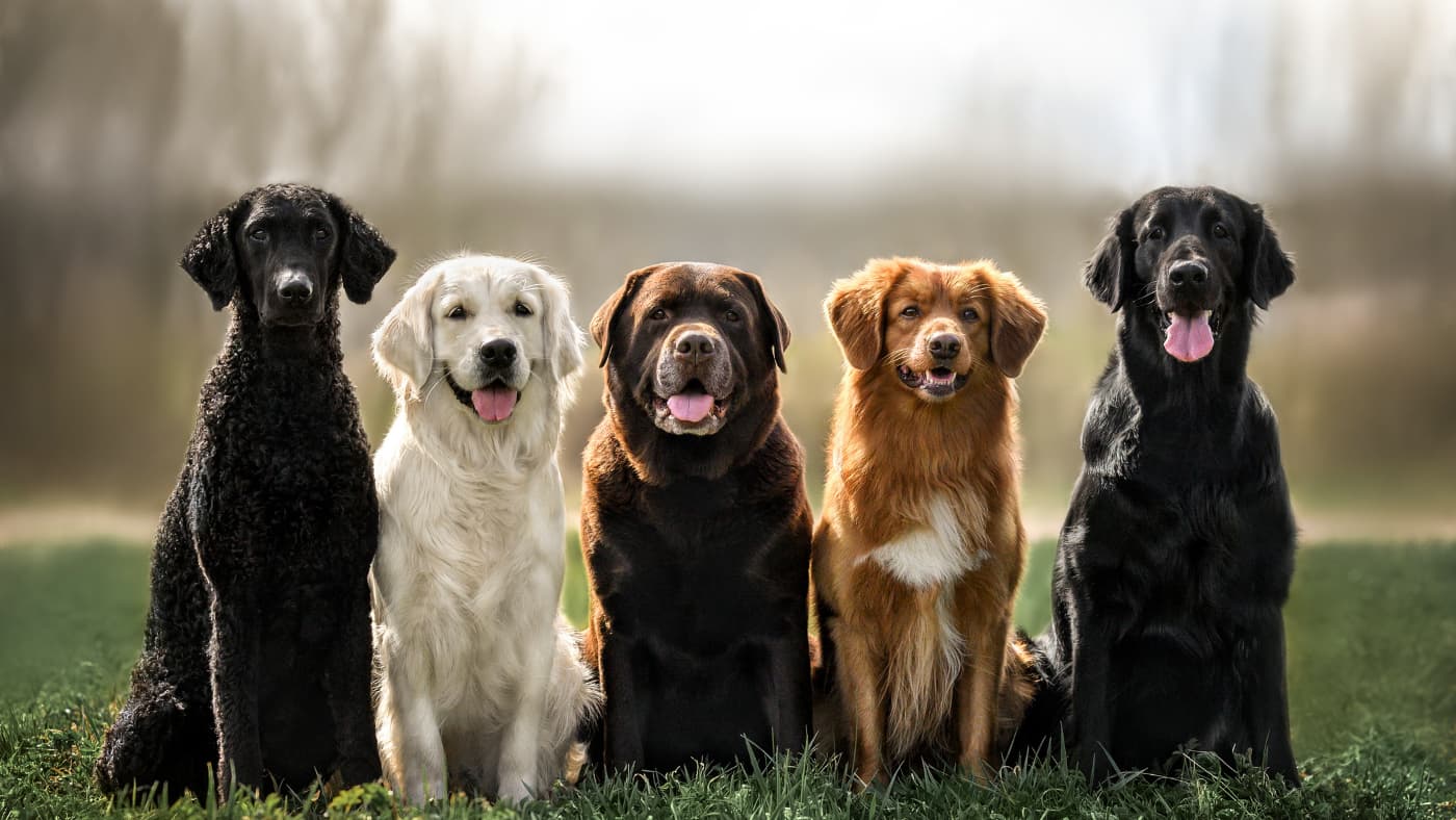CBD Olie Voor Honden Met Artrose: Werkt het? | Naturecan NL