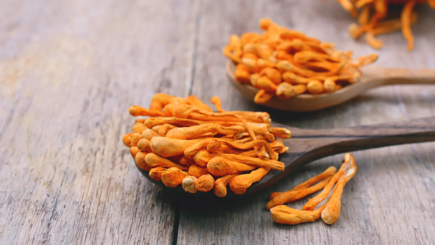 Voordelen, dosering en bijwerkingen van Cordyceps