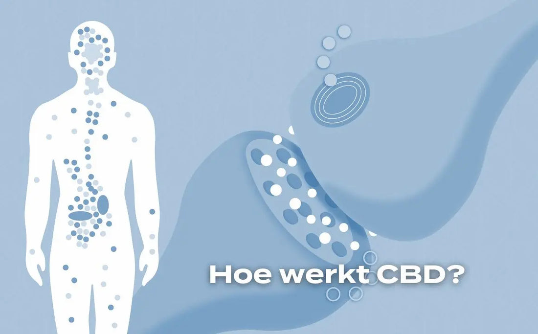 Hoe werkt CBD? Een korte introductie