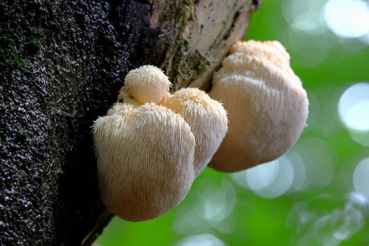 Leeuwenpootpaddenstoelen groeien op boomschors