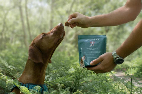 Hoe kalmeer je een reactieve hond?