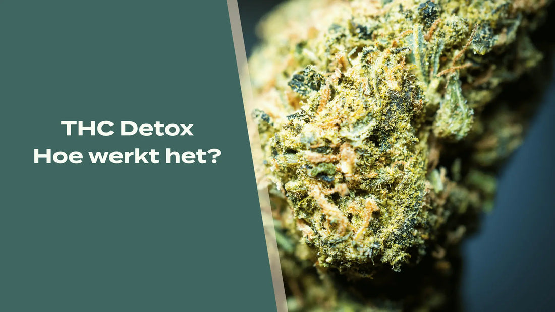 THC Detox blog banner