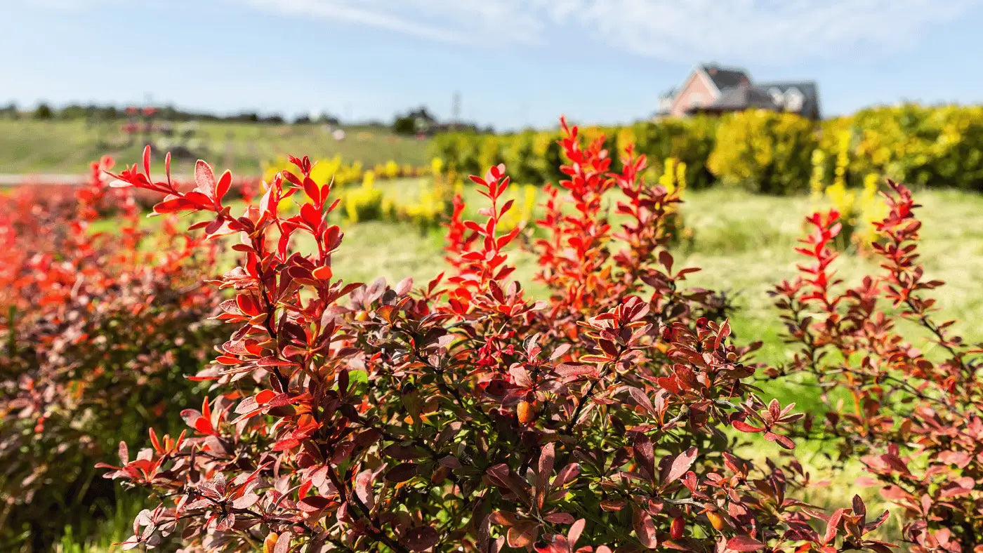 Wat is Berberine? | Naturecan NL