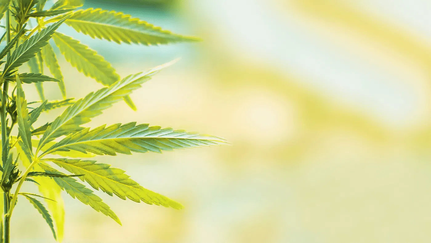 Wat is CBD?