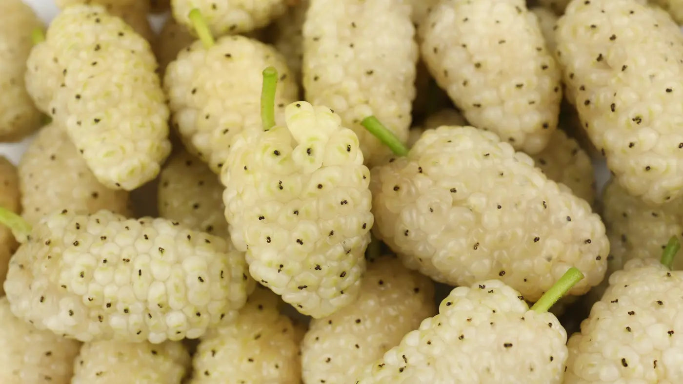 5 Voordelen van witte moerbei