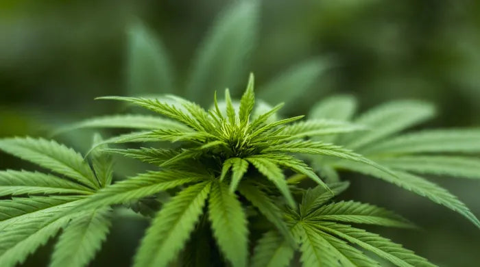 Synthetische CBD vs Natuurlijke CBD: Wat is het verschil?