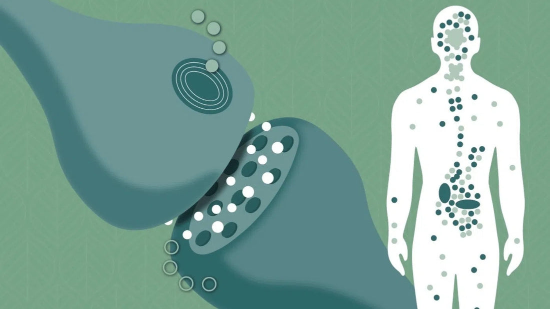 Wat is het endocannabidoïde-systeem?