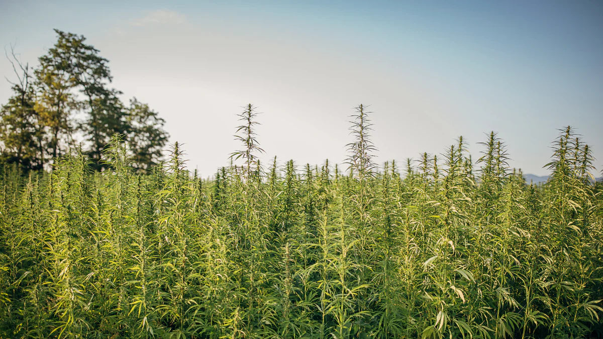 Wat zijn de voordelen van CBD olie uit biologische hennep?
