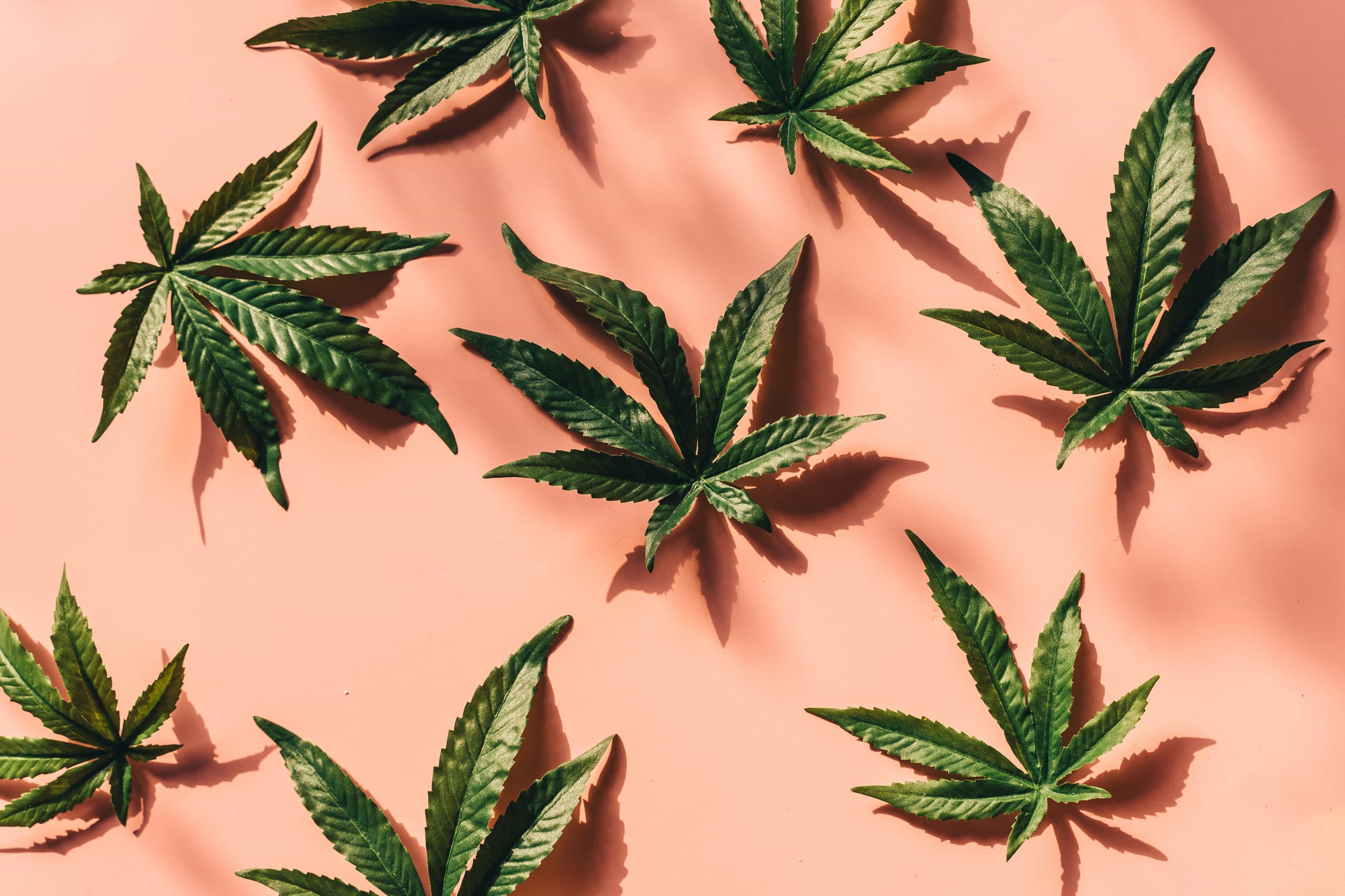 Hoe ruikt cannabis?
