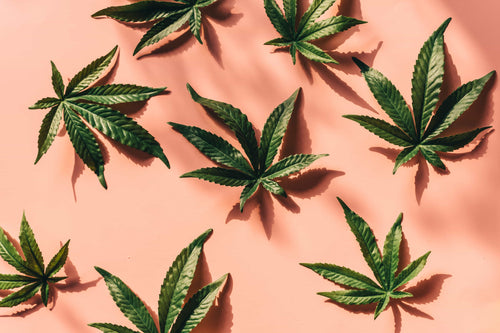 Hoe ruikt cannabis?