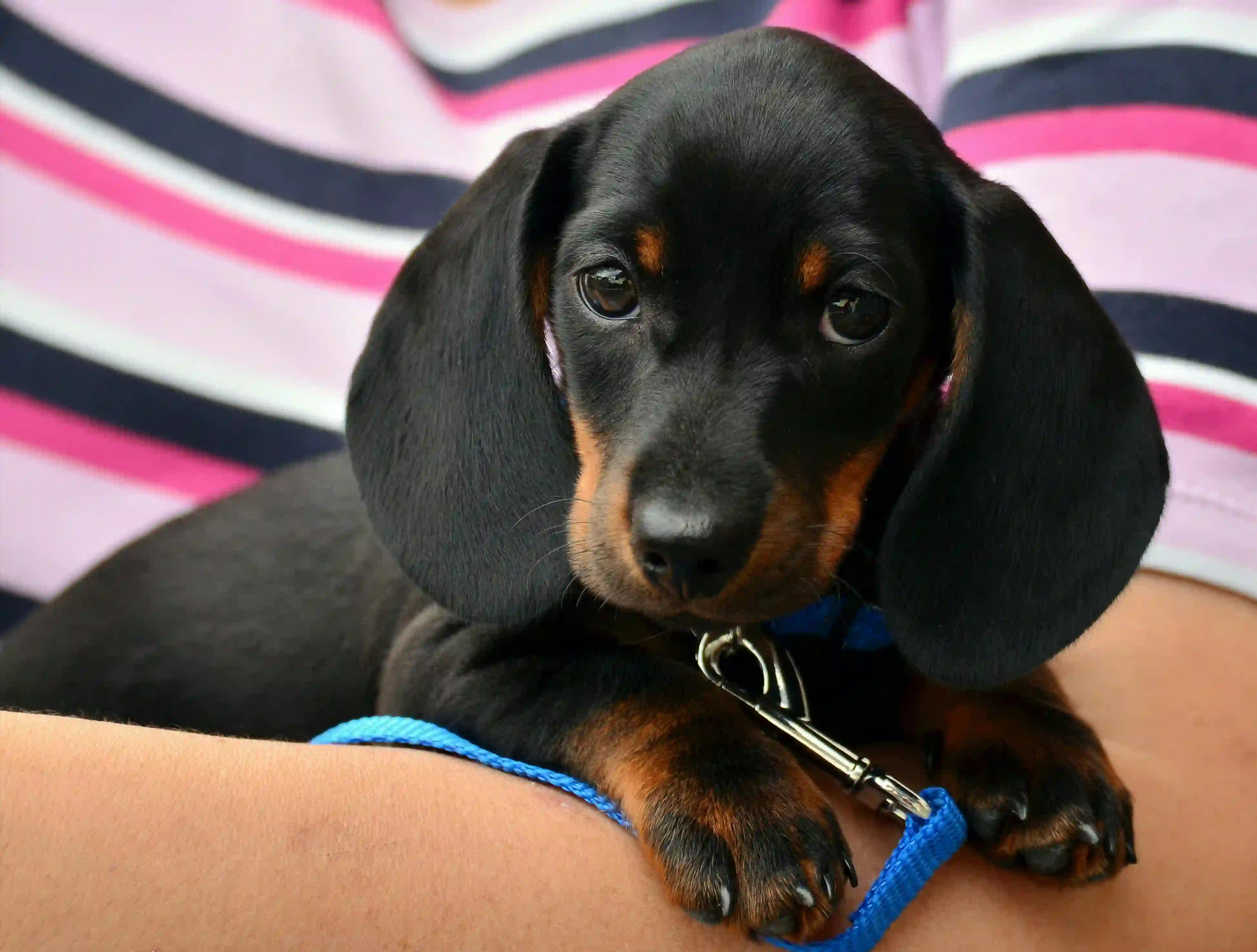 5 Tekenen van een hernia bij honden