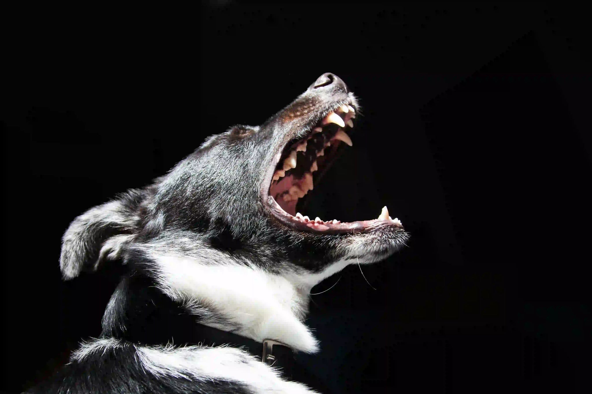 hoe hond blaffen stoppen