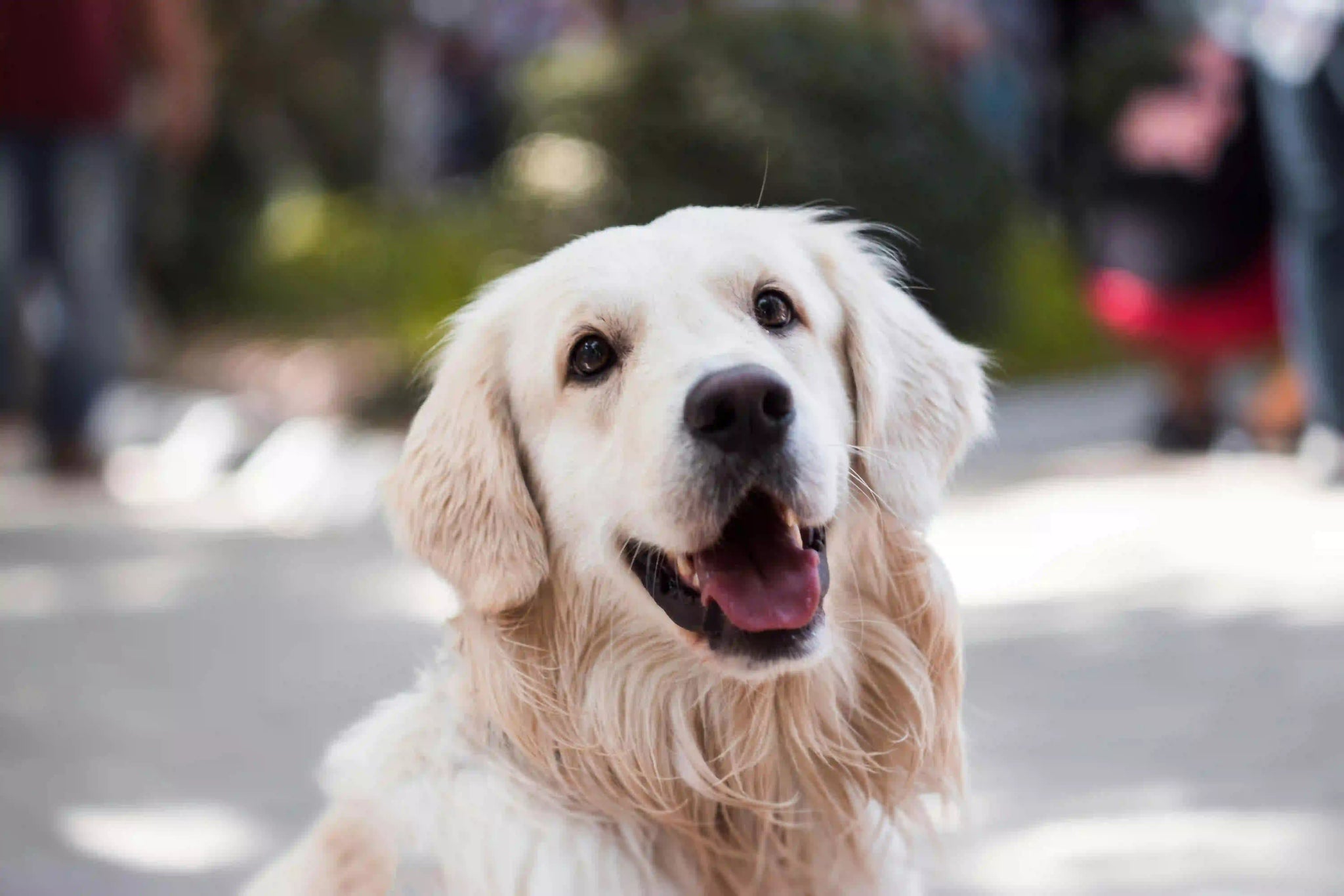 6 Tekenen van een gestreste hond