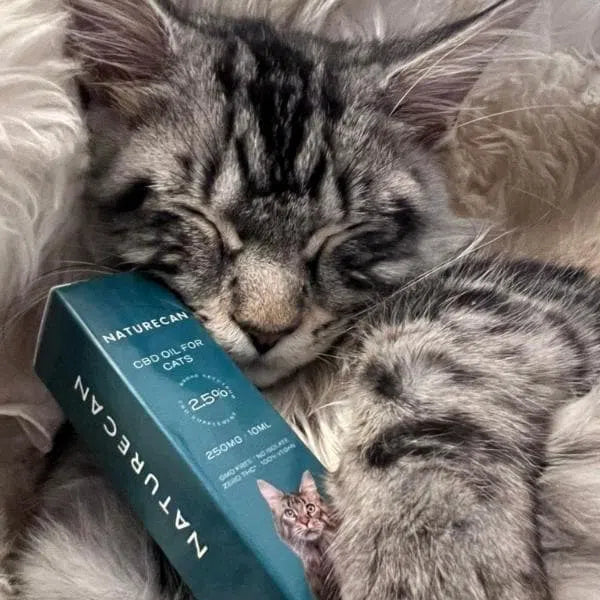 CBD Olie voor Katten