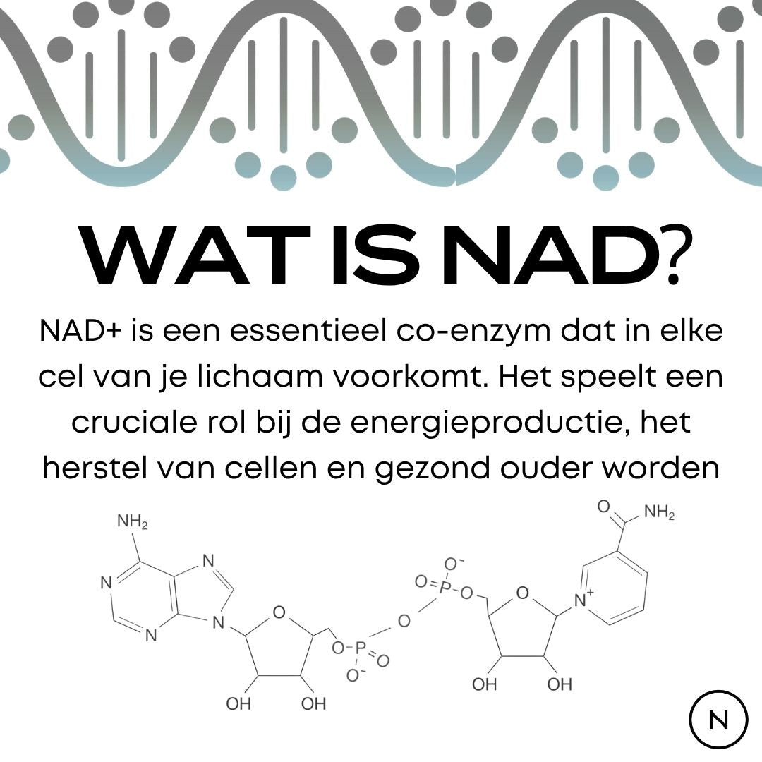 NAD Supplement (NR)